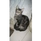 TIMID, Norw. Waldkatzen Mix - Kater