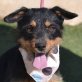 TIMMY - Linares, Terrier-Mischling - kastriert - Rüde