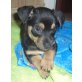 TIMMY, Pflegestelle Wien, Mix Welpen - Rüde