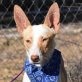 TIMMY - Ubeda, Podenco Andaluz - kastriert - Rüde