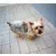 TIMMY, Yorkshire Terrier - Rüde