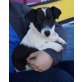 TIMMY - kastriert, Jack-Russell-Mischling Welpen - Rüde