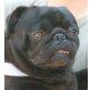 TIMO 6, Pflegestelle Wien, süßer kleiner Mops - Rüde