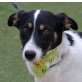 TIMO - Linares, Bodeguero-Andaluz-Mischling, kastriert - Rüde