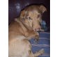 TIMON Pauli, Pflegestelle Niederösterreich, KUSCHELHUND!!! Absolut süßer Dackel-Mix - Rüde