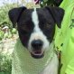TIMON - Ubeda, Jack-Russell-Terrier-Mischling, kastriert - Rüde