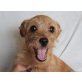 TIMONY, Terriermix, Pflegestelle Wien Welpen - Rüde