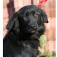 TIMOR, Pflegestelle Salzburg, ruhiger, liebenswürdiger Spaniel-Mix - Rüde