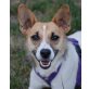 TINA 10, Pflegestelle Niederösterreich, zuckersüße, anhängliche PINSCHER-Mix - Hündin