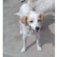 TINA 11, Pflegestelle Deutschland, IDEALER FAMILIENHUND - süße (Beagle)-Mix - Hündin