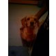 TINA 12, Pflegestelle Wien, kleine , süße Lady - Spaniel/Dackelmix - Hündin