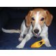 TINA 6, Pflegestelle Wien, Jack Russel Terrier - Windhundmix - Hündin