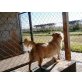 TINA!!! DAS GRÖßTE HUNDEHERZ HAT SIE!!! - Hündin