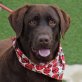 TINA - Linares, Labrador Retriever - kastriert - Hündin