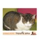 TINA, Tierschutz - Katze