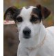 TINE, Pflegestelle Wien, lebhafte, aktive Jack-Russell - Hündin