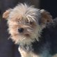 TINI - Linares, Yorkshire-Terrier, kastriert - Hündin