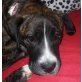 TINKA 7 - Pflegestelle Wien, Boxer - Staff - Mix - Hündin