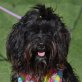 TINKA - Linares, Tibet Terrier Mix, kastriert - Hündin