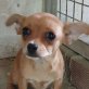 TINKER - Linares, Chihuahua - unkastriert Welpen - Hündin