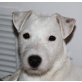 TINO - Pflegestelle Niederösterreich, lernbegieriger PARSON RUSSEL TERRIER - Rüde