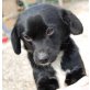 TINTI, Pflegestelle Niederösterreich, Pinscher-Mix - Hündin