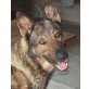 TINZA, Pflegestelle Burgenland, Deutscher Schäferhund - Rüde