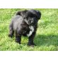 TIPU Tibet Terrier - Pudel Mix Welpen - Hündin