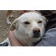 TIRANA fröhlich und unbeschwert, Labrador - Mix - Hündin