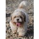 TIREL, Shih Tzu - Rüde
