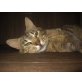 TIRO 'herzensguter Schmusekatet', Tierschutz - Kater