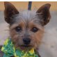 TITO, Yorkshire-Terrier, kastriert - Rüde
