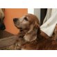 TITUS, Pflegestelle Lassee, Englischer Cockerspaniel - Rüde