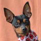 TIZIAN - Linares - NOTFALL!!!, Zwergpinscher - kastriert - Rüde