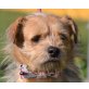 TIZIANO - Linares, Border-Terrier-Mischling, kastriert - Rüde