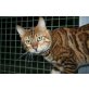 TNT I am Dynamite, Bengalkatze - Kater