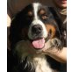 TOBI 5, Pflegestelle Nähe Friedberg, Berner Sennenhund Mix? - Rüde
