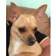 TOBI, Chihuahua kurzhaariger Schlag - Rüde