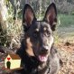 TOBI, QUIETSCHFIDEL UND MUNTER! - Rüde