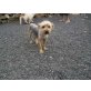 TOBI, Yorkshire Terrier - Rüde