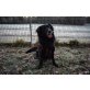 TOBI, agil und intelligent, Flat Coated Retriever Mix - Rüde