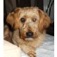 TOBIAS - Pflegestelle Niederösterreich, menschenbezogener Pudel/Welshterrier-Mix - Rüde