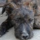 TOBIAS, - will ein Familienhund werden !!! - Rüde