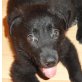 TOBY, Labradormischling,Pflegestelle Nö Welpen - Rüde