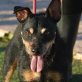 TOBY - Linares, Terrier - kastriert - Rüde