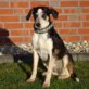 TOLA, Jagdhund-Mix, geb. ca. Ende Nov. 2010 - Hündin