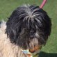 TOLEDO - Linares, Shih Tzu, kastriert - Rüde