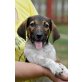 TOM, Hund mit Herz sucht Familie mit Herz Welpen - Rüde