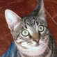 TOM ... IN DER MÜLLTONNE GEFUNDEN! - Kater