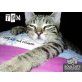 TOM, Tierschutz - Kater